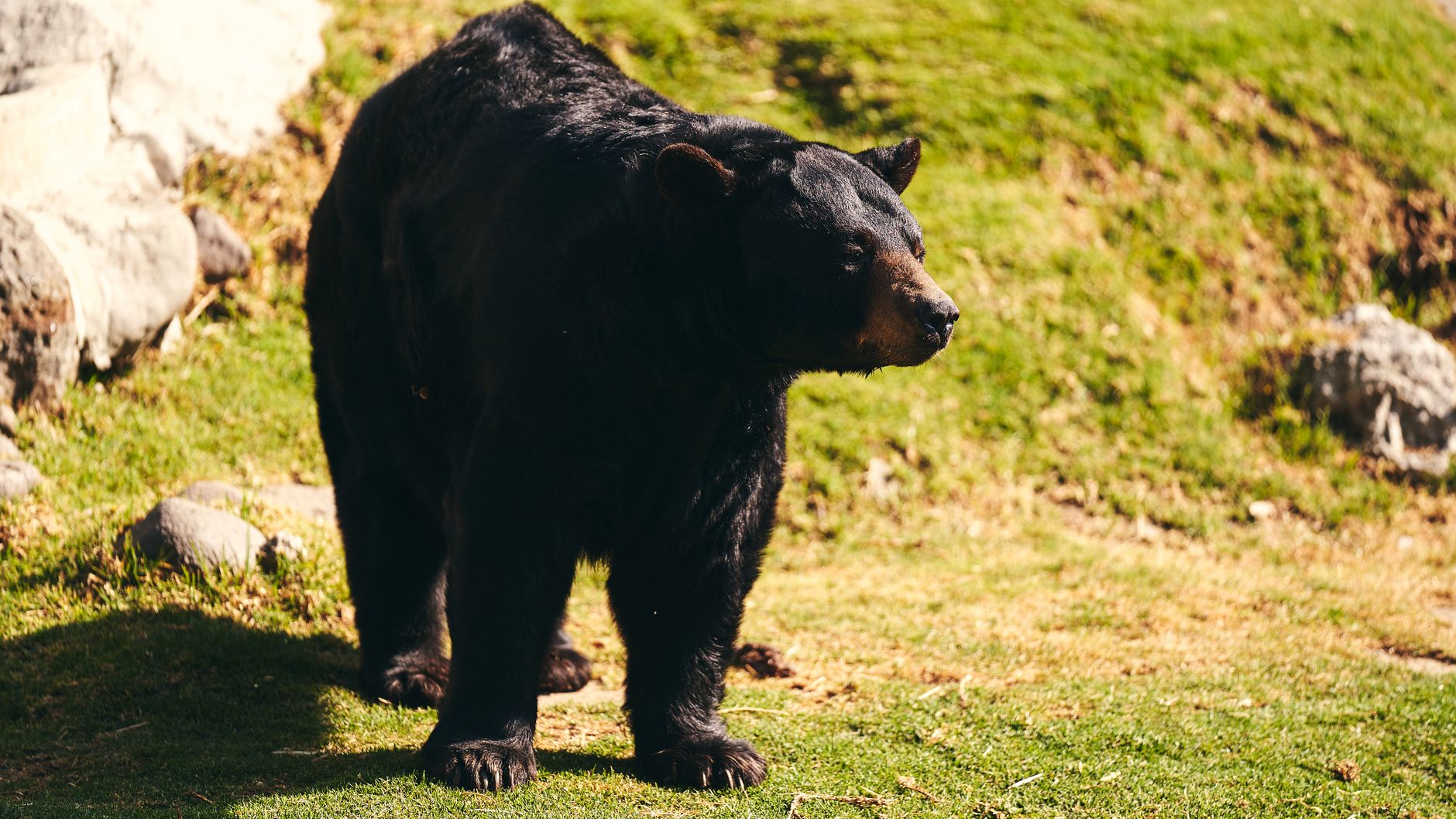 Bear With Me